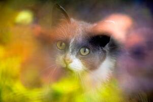Unfocused portrait of gray cat through dirty window with a reflection of a flowering tree photo