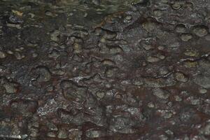 Iron Meteorite Manlay found in Mongolia closeup photo
