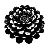 Intricate Black and White Illustration of a Zinnia Flower, Detailed Petal Structure, High Contrast, Isolated on White. vector