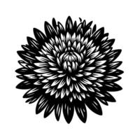 Black and White Chrysanthemum Bloom, Detailed Line Art, Symmetrical Floral on Isolated White Background. vector