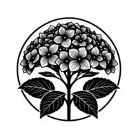 A stylized monochrome illustration featuring a hydrangea flower within a circular frame, emphasizing bold lines and intricate details. vector