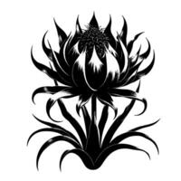 Intricate Black and White Botanical Illustration Detailed depiction of a stylized, symmetrical exotic flower with layered petals and spiky leaves, isolated on white. vector