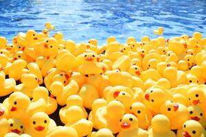 Many bright yellow rubber ducks floating in a pool. photo