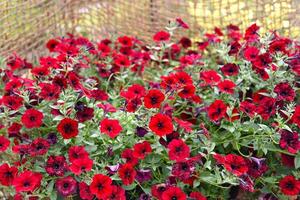 Petunia flowers Potunia Plus Red growing in the Russian Far East photo