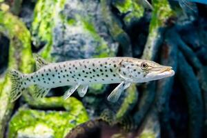 The Amur pike Esox reichertii, also known as the blackspotted pike native to the Amur River in Russia photo