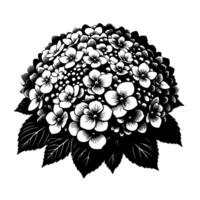 Intricate Black and White Illustration of a Lush Hydrangea Bloom with Detailed Petals and Leaves, Set Against a Pure White Background. vector