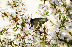 Swallowtail butterfly on a flowering branch of cherry in spring photo