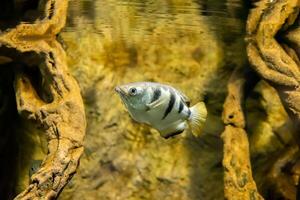 The banded archerfish Toxotes jaculatrix or brackish water perciform photo
