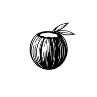 Minimalist black and white illustration of a coconut with three leaves, showcasing texture and clean lines. vector