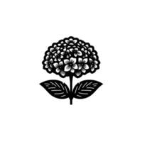 Black and white illustration of a stylized hydrangea flower with detailed petals and leaves, centered on a white background, minimalist . vector