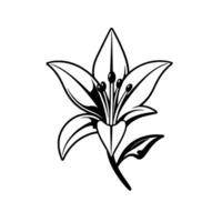Black and white illustration of a stylized lily, featuring detailed petals, stamens, and leaves on a white background. vector