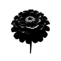 Intricate Black White Floral Rendering A Detailed CloseUp of a Dahlia Blossoms Petal Structure on a Bright White Backdrop vector