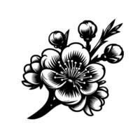 Intricate Black and White Illustration of a Blooming Cherry Blossom Branch Featuring Open Flowers, Buds, and Leaves on a White Background. vector