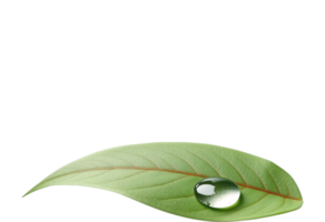 A green leaf with a drop of water with Transparent Background png