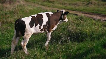 Herd Of Cows On Pasture. View of farm cattle grazing in field video