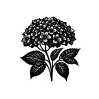 Intricate Black White Illustration of a Hydrangea with Detailed Petals, Leaves, and Stem on a Pristine White Background. vector