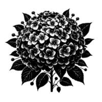 Intricate black and white hydrangea illustration, showcasing the flowers dense bloom, surrounding leaves, and stem against a stark white backdrop. vector
