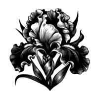 Intricate Black and White Iris Botanical Illustration Featuring Detailed Line Work and Dramatic Contrast vector