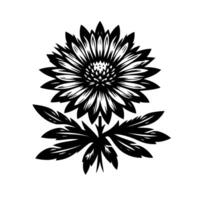 Elegant Black and White Floral Illustration Featuring Detailed Aster Flower and Leaf on a White Background. vector