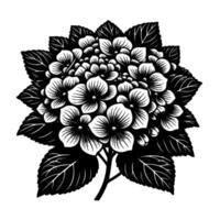Bold Black and White Hydrangea Illustration Detailed floral and foliage on a stark white backdrop, creating a dramatic effect. vector