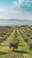 An olive grove with trees and hills in the background photo