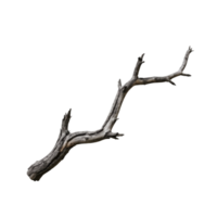 uma ramo com não folhas em isto png