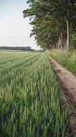A dirt road in a field with tall grass photo