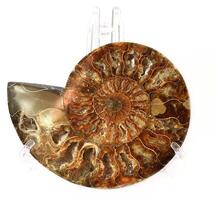 Ancient fossil ammonite on white background photo