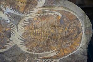 acadoparadoxides briareus fossil found in Morocco close up photo