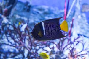 Holacanthus passer king angelfish or passer angelfish photo
