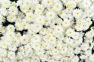 chrysanthemum multiflora Brandove White on flowe bed photo