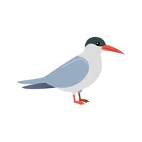 Charming Arctic Tern Illustration for Nature Projects vector