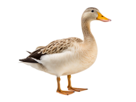 A duck isolated on transparent background png