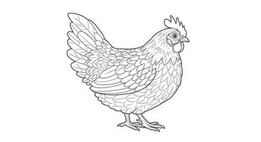A chicken is standing in a line on a white background vector