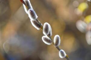 willow with furry catkins in early spring Young male catkin photo