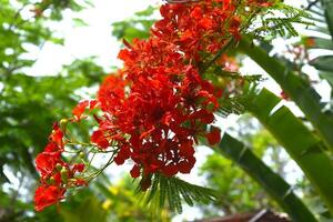 Delonix regia or flame tree growing in Vietnam photo