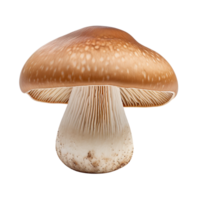 Cep mushroom isolated on transparent background png