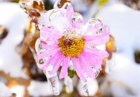 Selective focus of frozen pink aster flower covered with ice and icicles on a winter day in russia photo