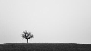 A solitary tree stands against an ethereal fog, highlighting the isolation and beauty of nature within a serene hilltop landscape shrouded in soft monochromatic tones. photo