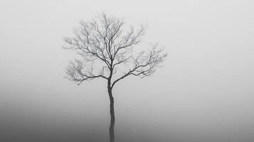 A stark, leafless tree rises through dense fog on a serene landscape, embodying themes of endurance and resilience amidst nature's delicate beauty in a minimalistic style. photo