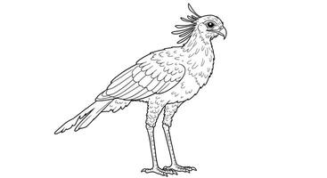 A bird coloring page with a bird standing on its legs vector