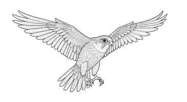 A Peregrine Falcon in Mid-Flight With Its Wings Spread Wide vector