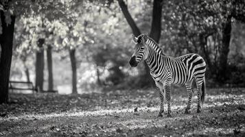 A zebra stands in a dappled, monochrome landscape, its stripes standing out against the soft background of trees and fallen leaves. photo