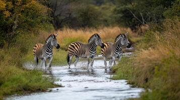 Three zebras crossing a shallow stream in the African savanna, creating splashes in the water. Green and golden vegetation surrounds them. photo