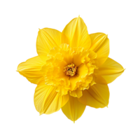 Daffodil top view isolated on transparent background png