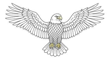 A coloring page of an eagle with wings spread vector