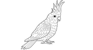 A Cockatoo With Its Crest Slightly Raised and a Gentle Expression vector