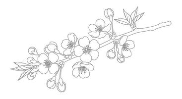 A drawing of a branch with flowers vector