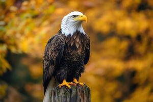 Majestic bald eagle perched on wooden post with fall foliage background photo