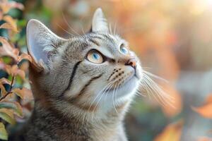 Curious cat looking up in autumn with bokeh background photo